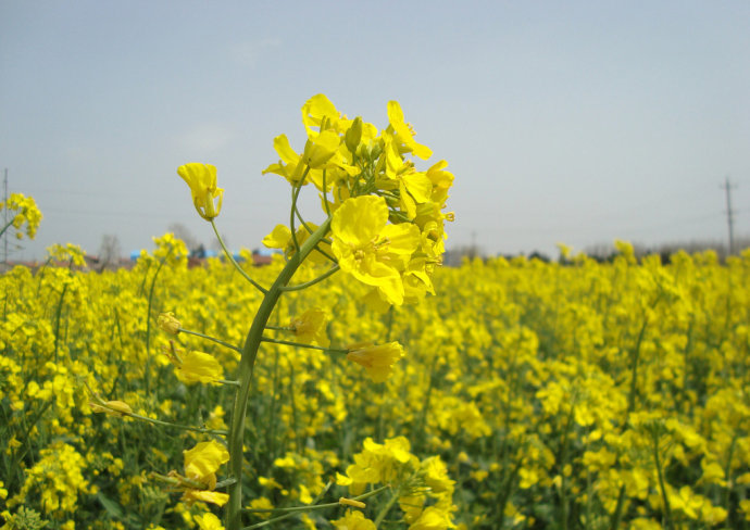 双江油菜花基地