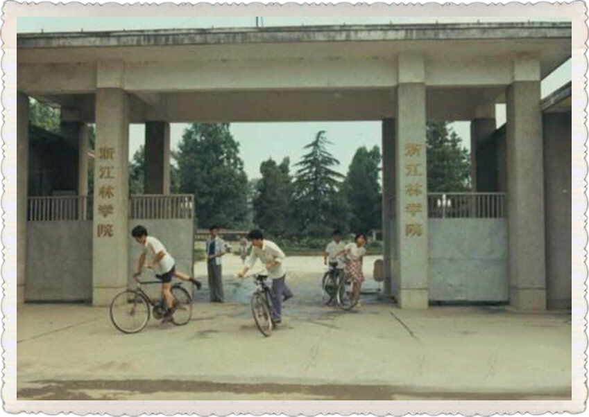 上世纪80年代 浙江林学院校门