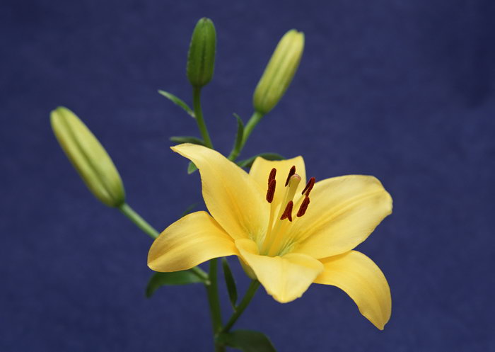 一朵百合花