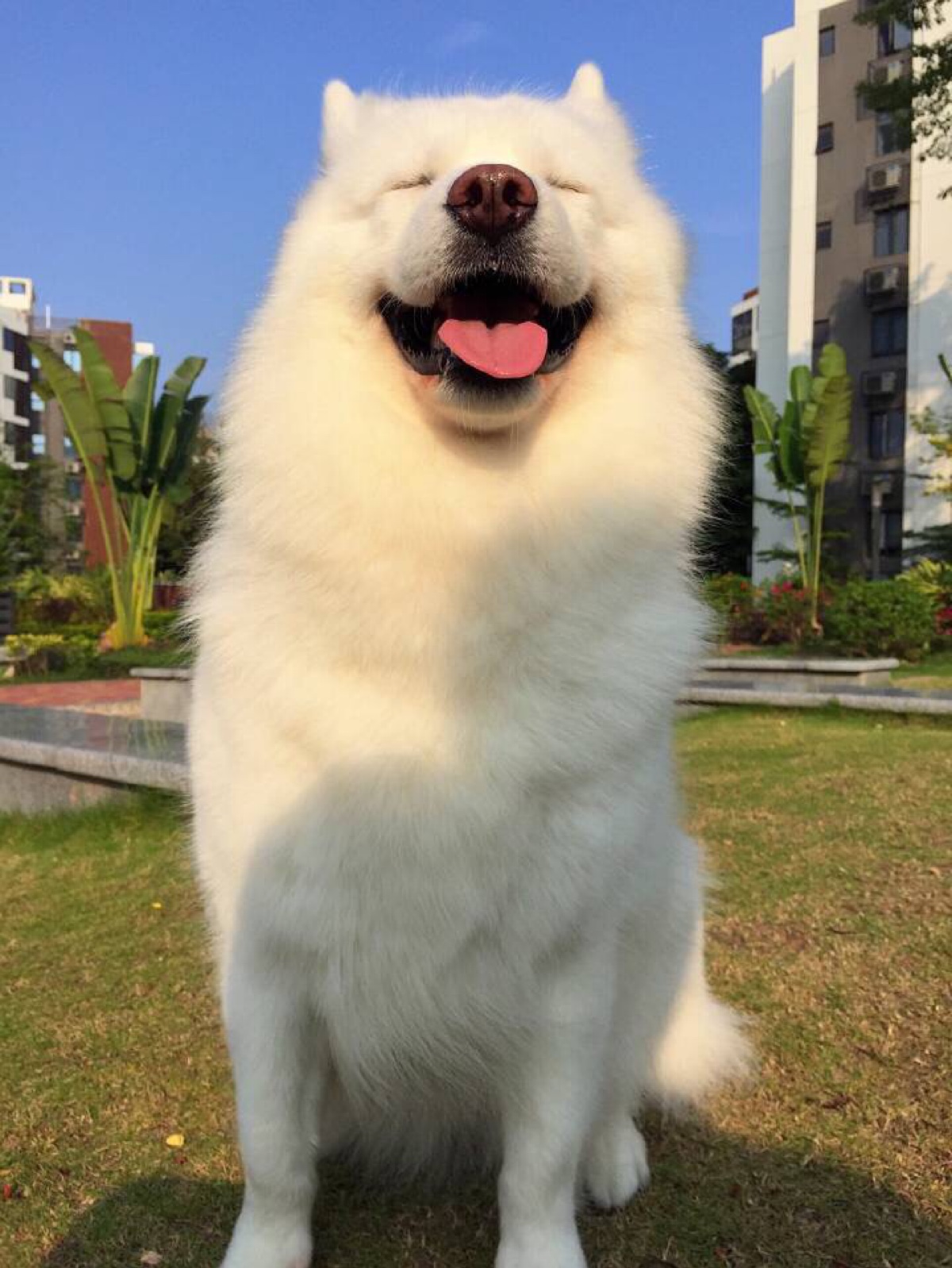 长春中海物业——优你家app"新年晒萌犬"好礼送不停!