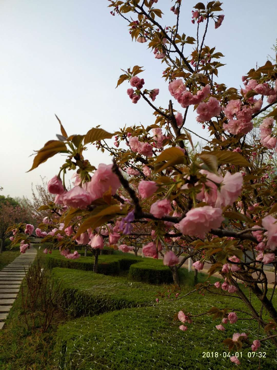 华夏樱花