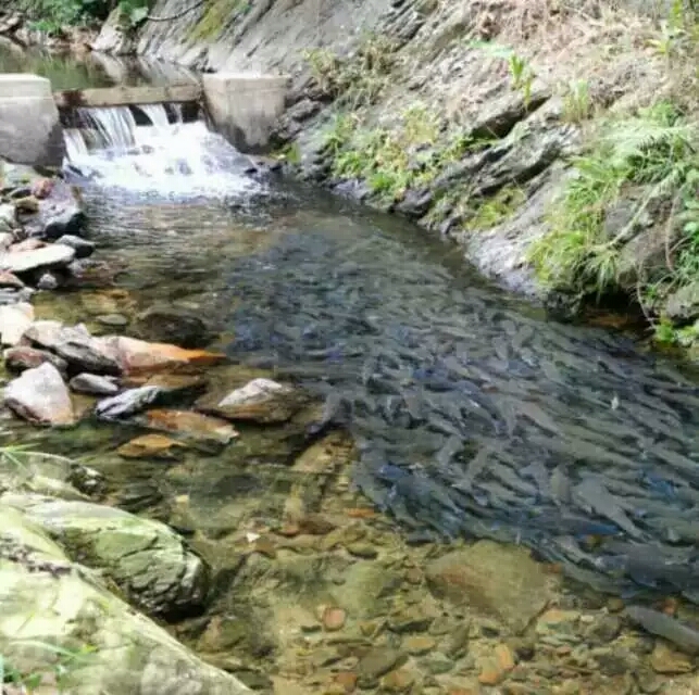 上水生態(tài)魚在線下單