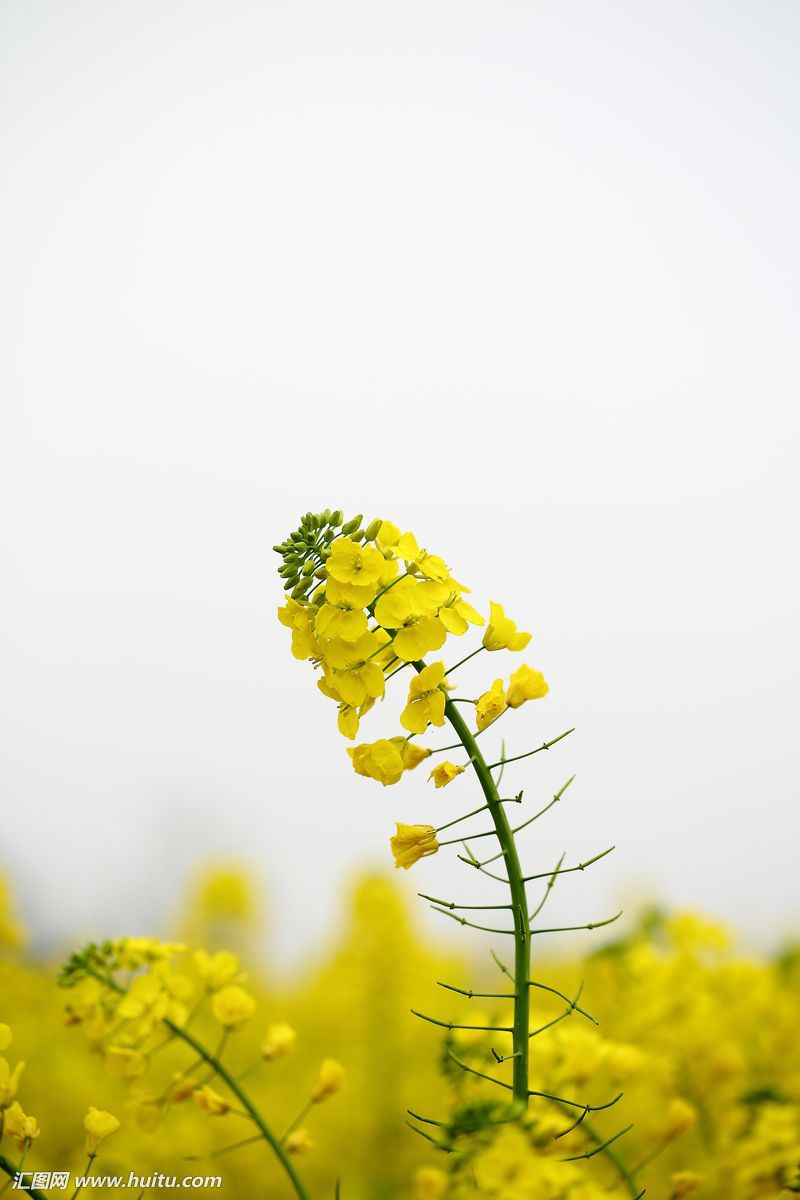 賞花賞油菜