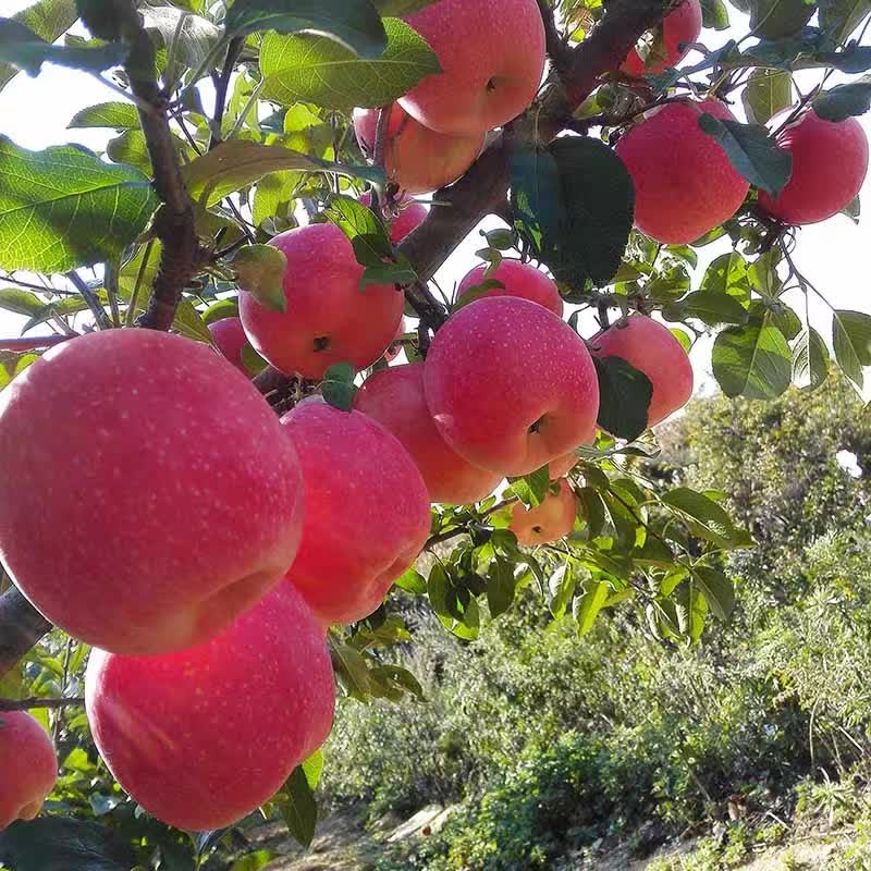 煙臺(tái)蘋(píng)果，棲霞味道