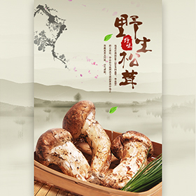 云南野生菌｜松茸、紅菇、雞樅產(chǎn)品促銷