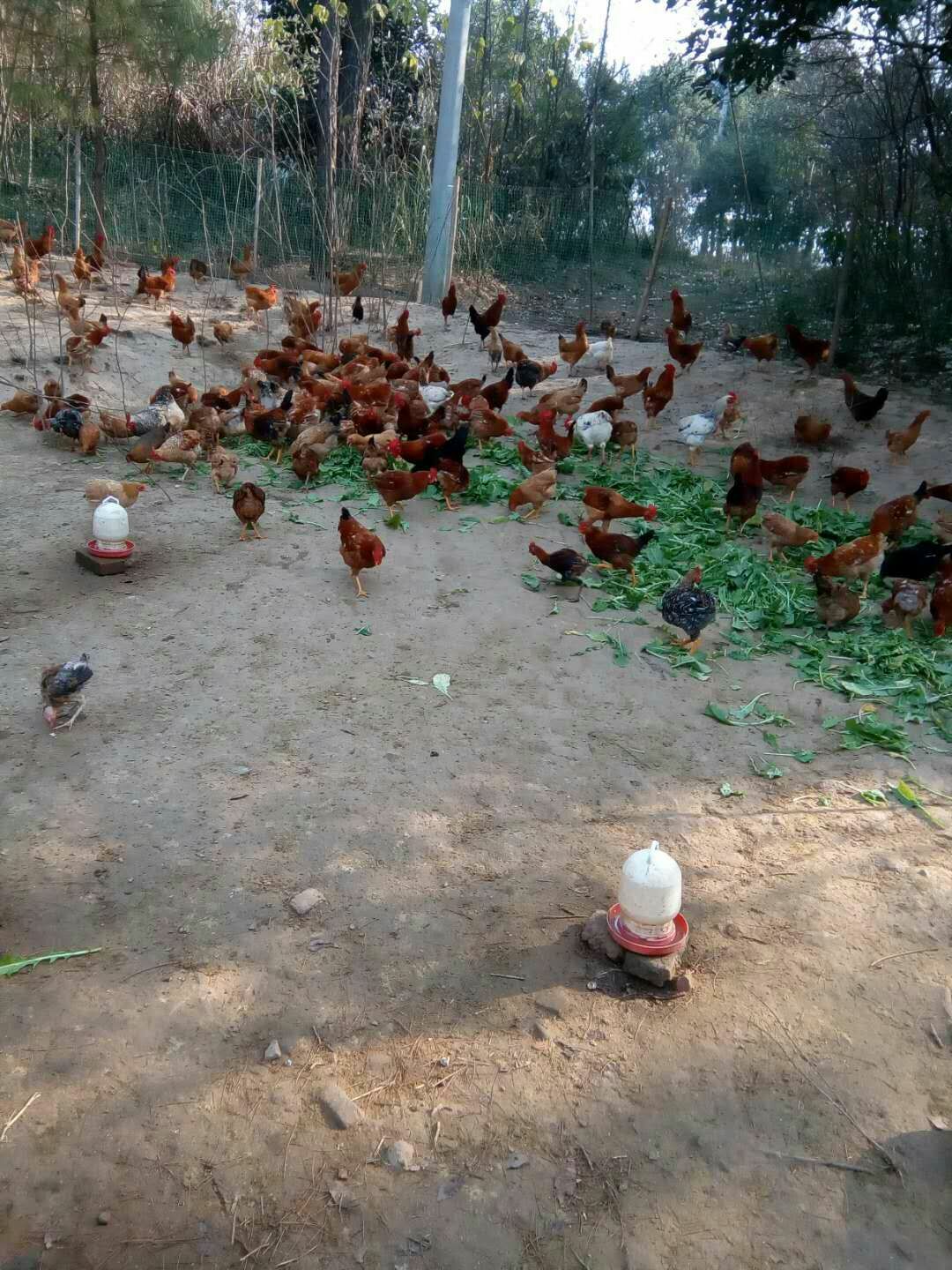 松滋土雞