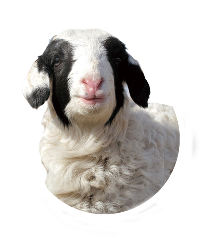 加目奇云牧场苏尼特戈壁沙葱羊