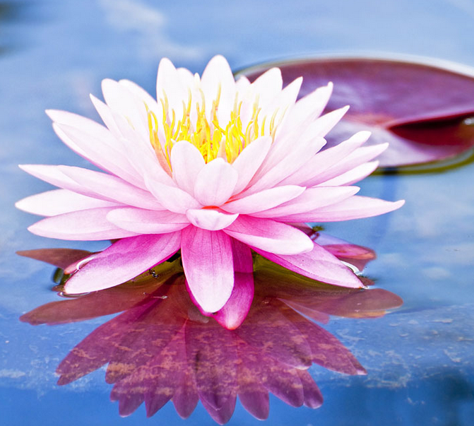 李玉剛唱的《蓮花》太美了，聽了十遍還想聽！