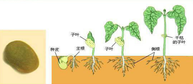 植物的一生流程图图片