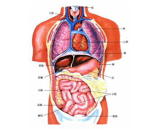 人体八大系统 简图图片
