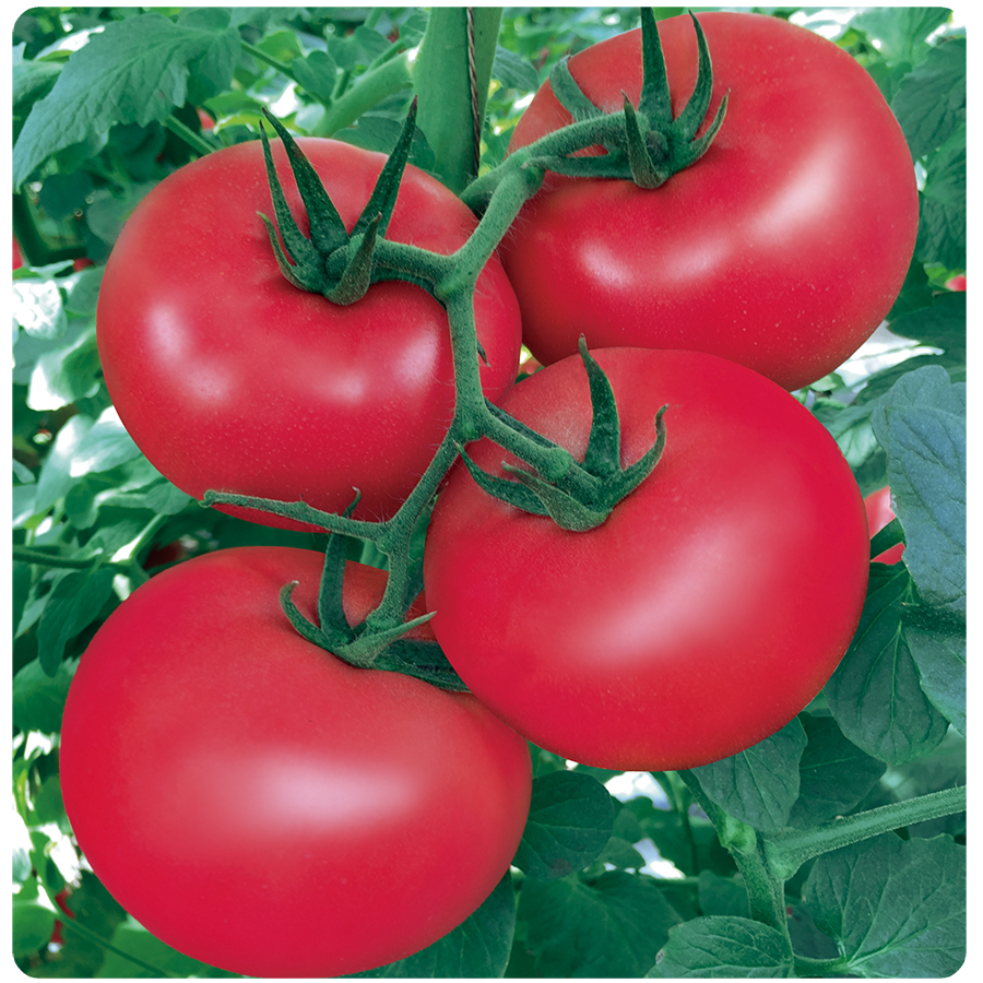 谷雨经典番茄品种大盘点!