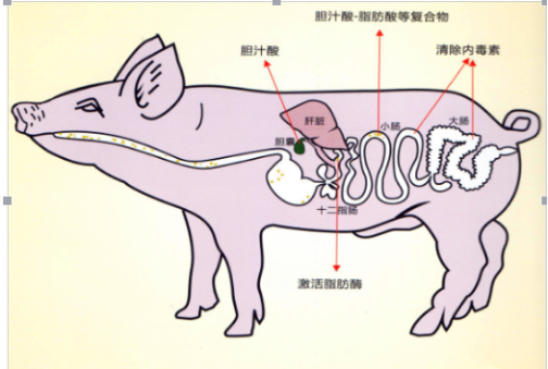 龙昌胆汁酸 畜禽保肝护胆领导品牌