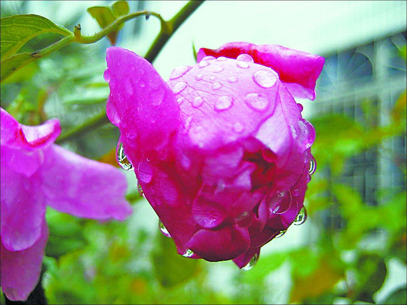 春雨课件